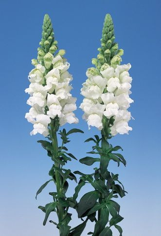 Antirrhinum Majus, Snapdragon, Bedding plants, Tender perennial, snapdragon Sonnet, Snapdragon Liberty